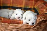 COTON DE TULEAR 022